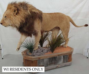 Full African Lion Mount