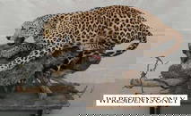 Full Leopard Wall Mount