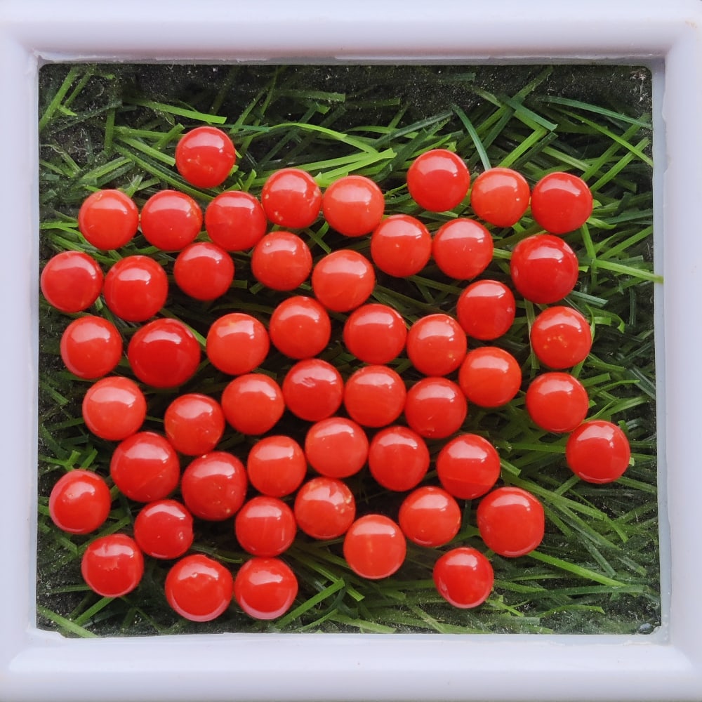 Red Coral 5 MM Round Cabochon 50 Pieces (1 of 3)