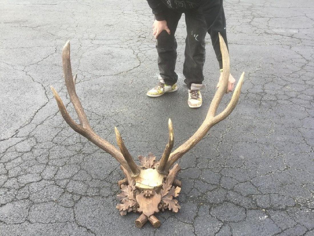 HUGE VICTORIAN OLD ELKS (?) RACK MOUNTED ON VICTORIAN (1 of 5)
