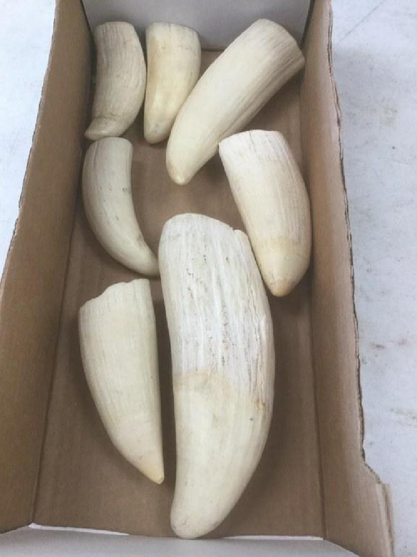 LOT OF 7 WHALE TEETH, FROM LOCAL ESTATE, AS PICTURED: LOT OF 7 WHALE TEETH, SMALLEST MEASURES 3 3/4" LONG, LARGEST MEASURES 8 1/2" LONG, FROM LOCAL ESTATE, AS PICTURED