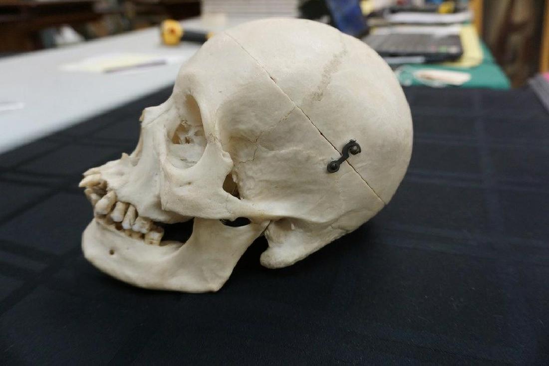 MEDICAL FEMALE SKELETON SKULL MODEL, AS PICTURED (1 of 4)