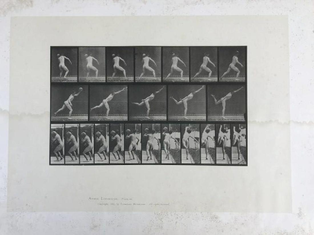 EADWEARD MUYBRIDGE ANIMAL LOCOMOTION PLATE 316,: EADWEARD MUYBRIDGE ANIMAL LOCOMOTION PLATE 316, COPYRIGHT 1887, SHEET SIZE MEASURES 19" X 24", HAVE SOME FOXING AND WATER STAINS, AS PICTURED