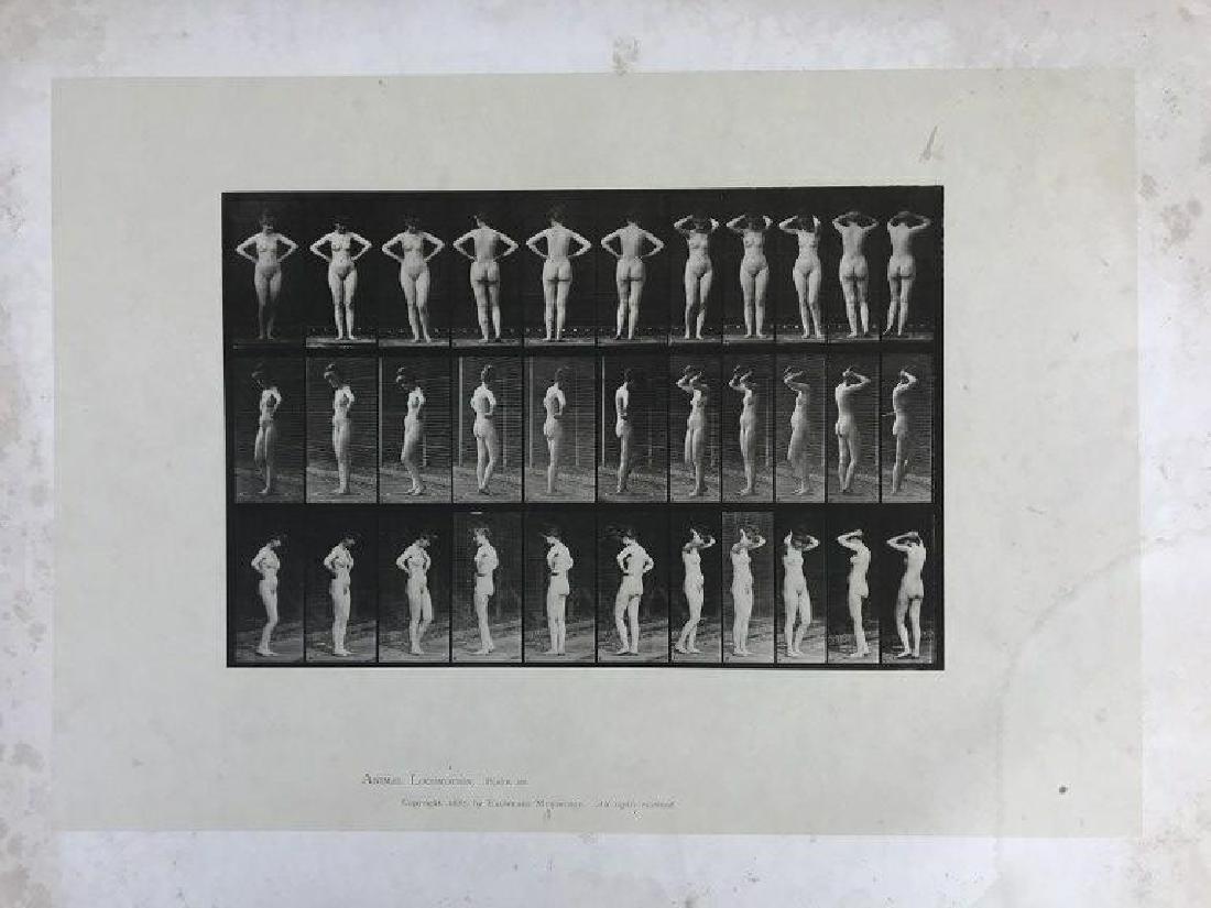 EADWEARD MUYBRIDGE ANIMAL LOCOMOTION PLATE 531,: EADWEARD MUYBRIDGE ANIMAL LOCOMOTION PLATE 531, COPYRIGHT 1887, SHEET SIZE MEASURES 19" X 24", HAVE SOME FOXING AND WATER STAINS, AS PICTURED