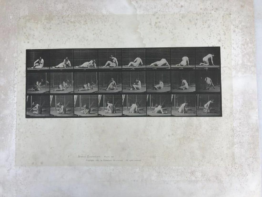EADWEARD MUYBRIDGE ANIMAL LOCOMOTION PLATE 266,: EADWEARD MUYBRIDGE ANIMAL LOCOMOTION PLATE 266, COPYRIGHT 1887, SHEET SIZE MEASURES 19" X 24", HAVE SOME FOXING AND WATER STAINS, AS PICTURED