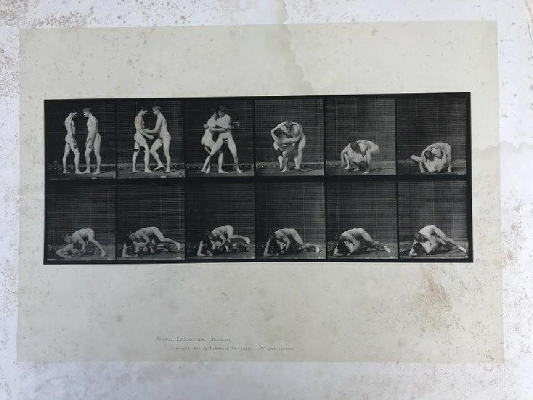 EADWEARD MUYBRIDGE ANIMAL LOCOMOTION PLATE 345,: EADWEARD MUYBRIDGE ANIMAL LOCOMOTION PLATE 345, COPYRIGHT 1887, SHEET SIZE MEASURES 19" X 24", HAVE SOME FOXING AND WATER STAINS, AS PICTURED