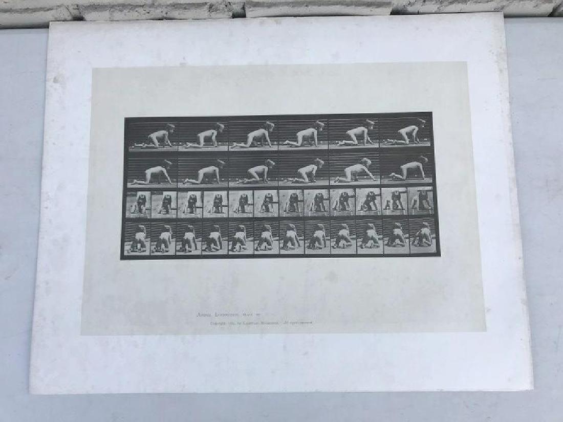 EADWEARD MUYBRIDGE ANIMAL LOCOMOTION PLATE 471,: EADWEARD MUYBRIDGE ANIMAL LOCOMOTION PLATE 471, COPYRIGHT 1887, SHEET SIZE MEASURES 19" X 24", HAVE SOME FOXING AND WATER STAINS, AS PICTURED