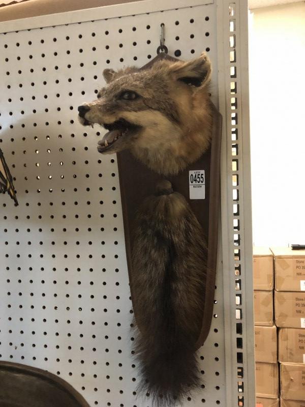FOX MOUNT W/TAIL: FOX MOUNT W/TAIL