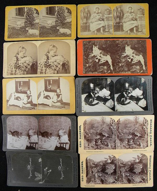 LOT OF ANIMAL & INSECT STEREO CARDS: LOT OF ANIMAL & INSECT STEREO CARDS, AS PICTURED, IN GOOD CONDITION.