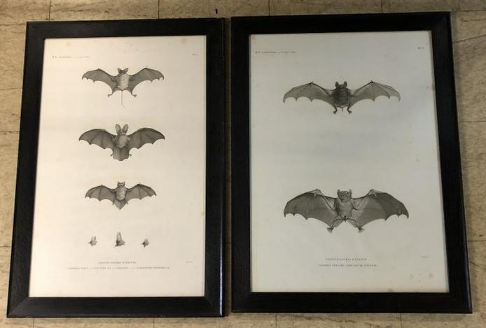(2) EARLY LARGE BAT PRINTS (OR PLATES) FROM ESTATE IN (1 of 4)