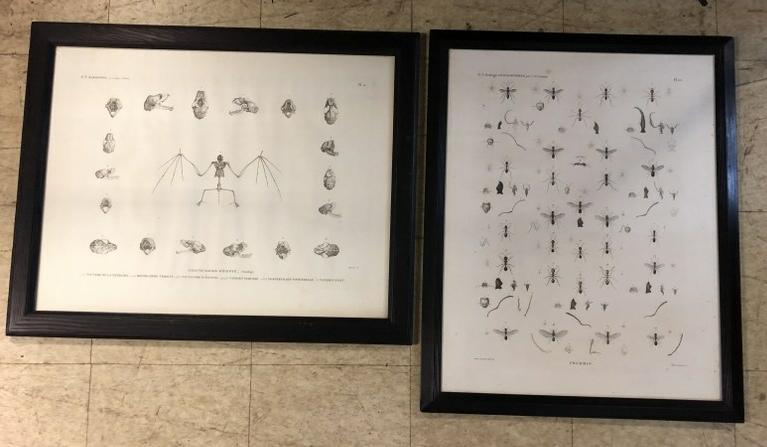 MAMMIFERES & ZOOLOGIE EARLY FRAMED PRINTS OR PLATES, (1 of 7)