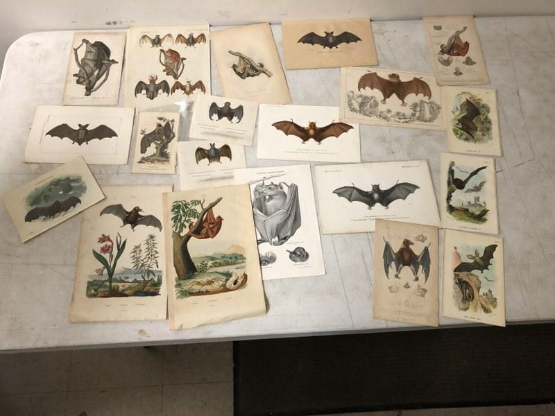 (20) EARLY BAT PRINTS AND PLATES, FROM PROVIDENCE RHODE: (20) EARLY BAT PRINTS AND PLATES, FROM PROVIDENCE RHODE ISLAND ESTATE, MOST COLORED. VERY NICE LOTâ€¦.