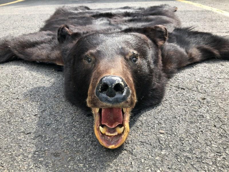 OLDER BLACK BEAR SKIN RUG, GOOD OVERALL CONDITION, A (1 of 3)