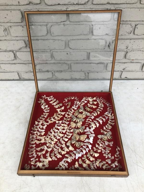 OLD COLLECTION OF MOTHS IN CUSTOM DISPLAY CASE, FROM (1 of 7)