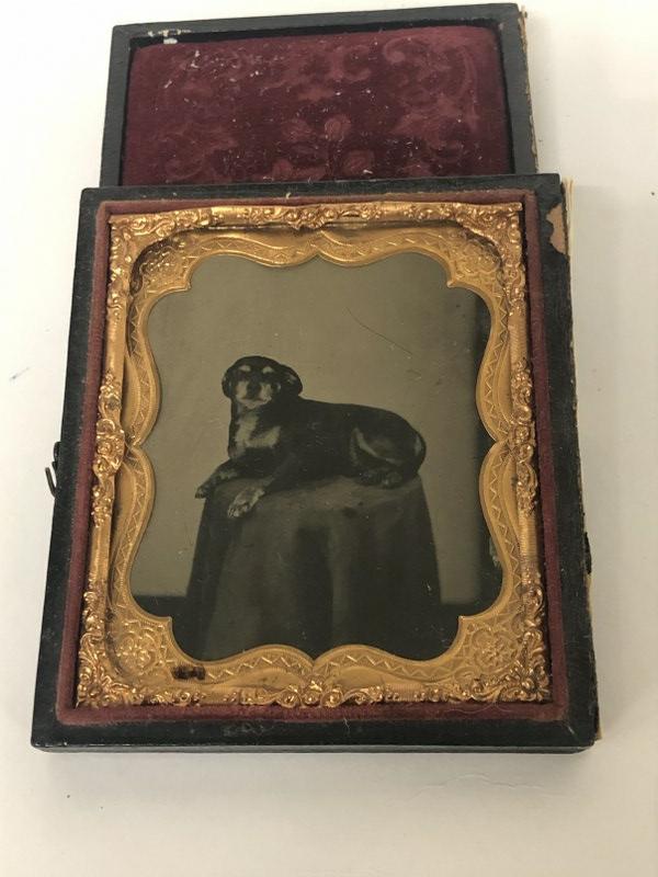 TINTYPE OF DOG POSING ON A TABLE, FROM ALBANY,N.Y. (1 of 1)