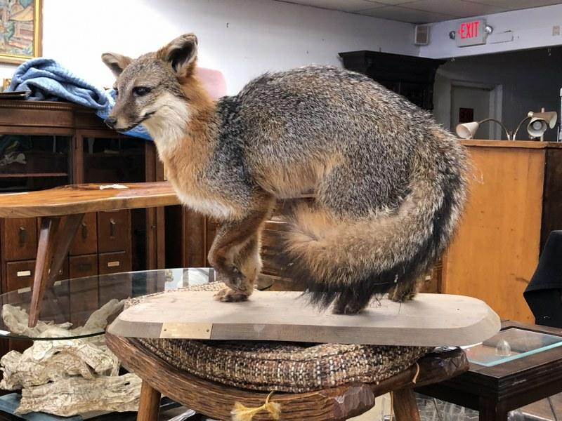 RED FOX TAXIDERMY MOUNT, FROM LONG TIME CLOSED HUNTING (1 of 4)