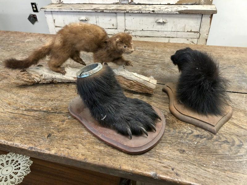 TAXIDERMY LOT- INCLUDES ANIMAL ON LOG (?) AND BEAR PAW (1 of 5)