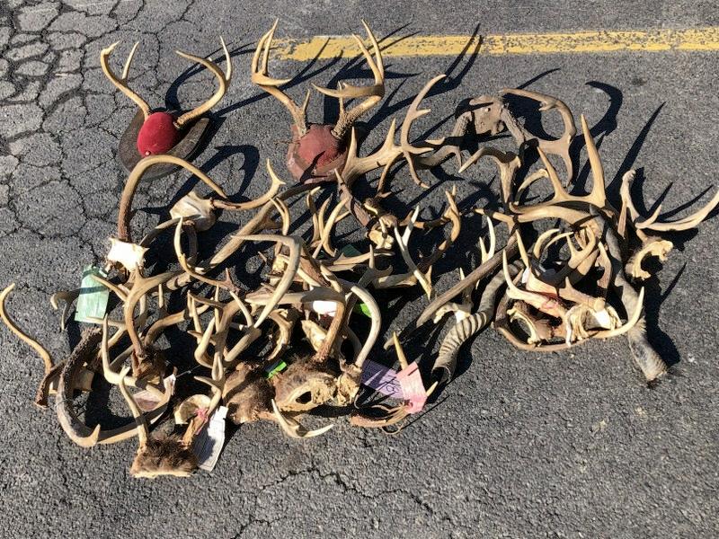 APPROX. 25 DEER ANTLERS & RELATED, SOME LARGER, AND (1 of 2)