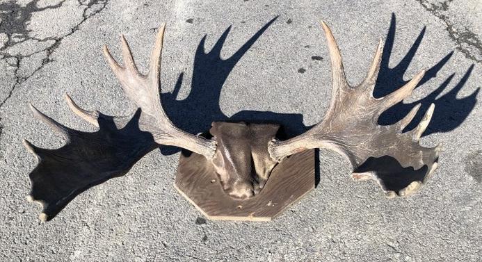 MOOSE ANTLER MOUNT FROM OLD TIME CLOSED HUNTING AND (1 of 2)