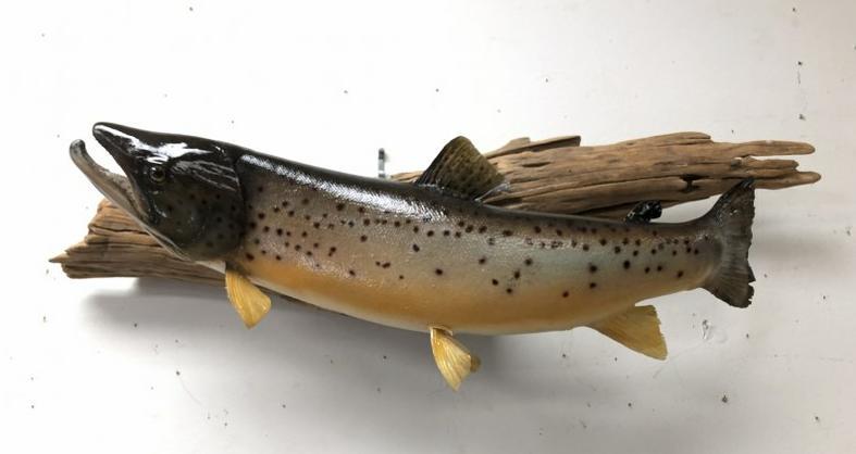 27" MOUNTED TROUT ON DRIFTWOOD BACK, WAS IN PLEXIGLASS: 27" MOUNTED TROUT ON DRIFTWOOD BACK, WAS IN PLEXIGLASS ENCLOSED CASE TILL NOW, SO PROTECTED ALL THESE YEARS, FROM CLOSED HUNTING, FISHING AND SPORTING GOODS STORE IN HUDSON VALLEYâ€¦..