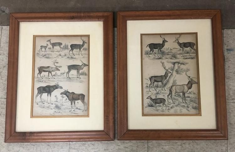 (2) COLORED ETCHINGS OF DEER SPECIES BY S. MILNE. (1 of 4)