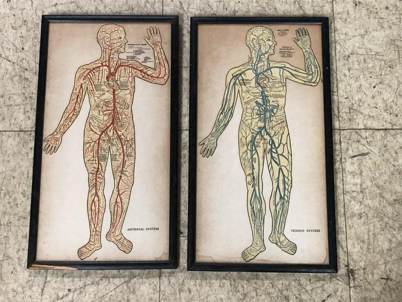 (2) circa 1920's Medical anatomy prints, from 3rd generation Hudson Valley Funeral Home's attic. (1 of 7)