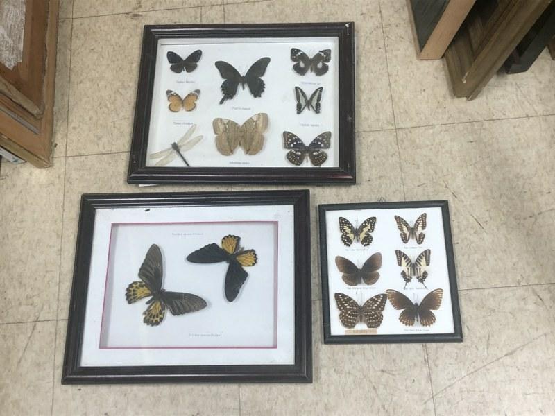 3 framed butterfly shadowboxes, that hang, in overall nice condition, all identified. (1 of 4)