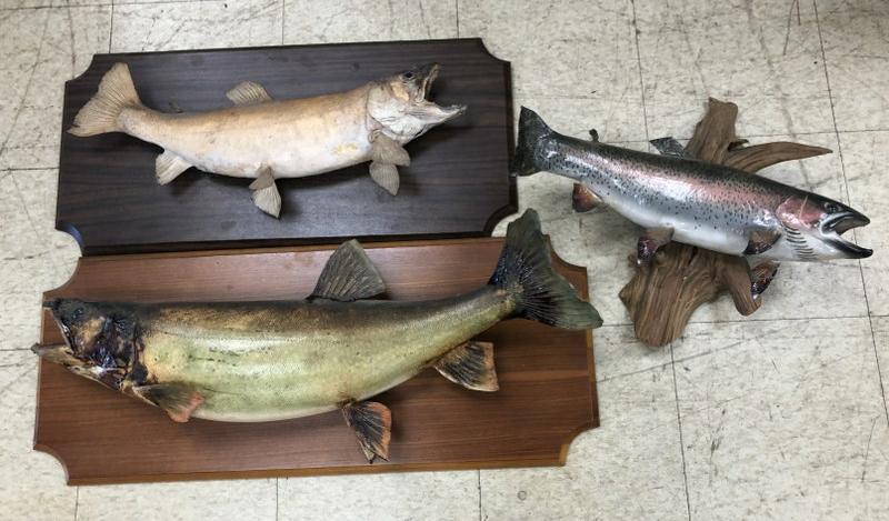 (3) fish mounts from local estate, 2 with a little age issues, but all sound condition on (1 of 4)