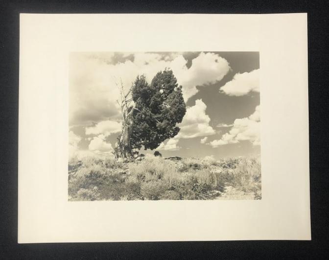 Stephen H Willard (1894-1965) California photograph, Photographers stamp on verso, image measures: Stephen H Willard (1894-1965) California photograph, Photographers stamp on verso, image measures 11" x 13.75". From estate of Howard & Evelyne Daitz NYC, Evelyne was former owner of Witkin Gallery, N