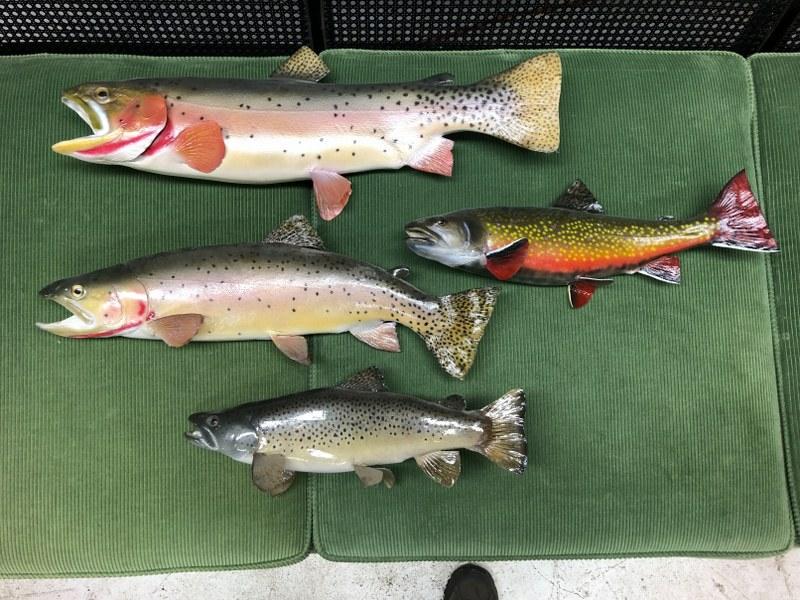 (4) vintage fish mounts from estate in New Paltz, N.Y. Nice found condition, were hanging in living (1 of 2)