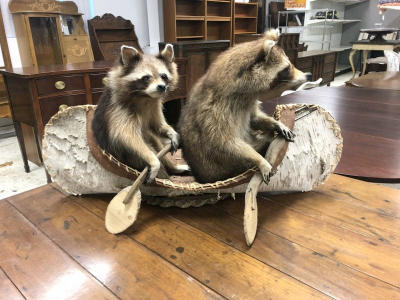 (2) Raccoons in a birch bark canoe taxidermy, from Saratoga, N.Y. estate, in nice condition, was on (1 of 3)