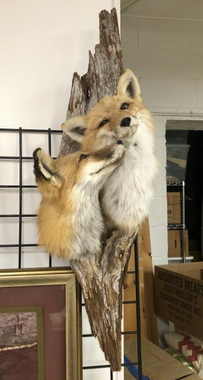 Taxidermy - double mounted fox heads on wood, very nice condition, from Saratoga, N.Y. estate, was (1 of 3)