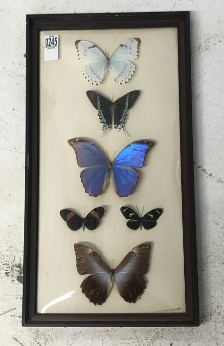 Shadow box curved glass frame with (6) butterfly samples, in fine estate condition. Frame measures: Shadow box curved glass frame with (6) butterfly samples, in fine estate condition. Frame measures 21" x 11".