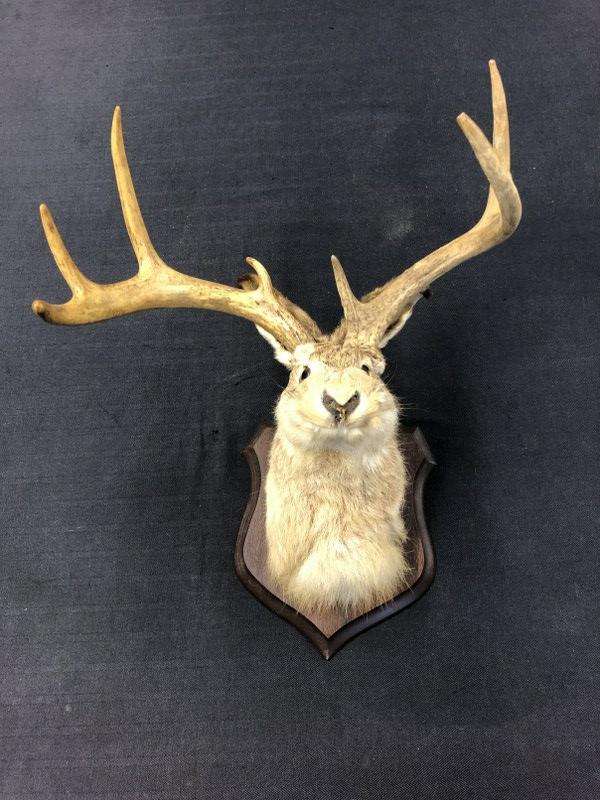 Taxidermy- Jackalope mounted head, from Adirondack cabin, nice overall condition, one horn is a (1 of 4)