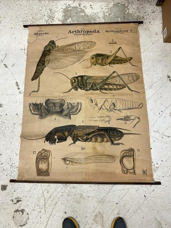 Early roll down educational poster ( Artropoda ) poster has crinkles, some paper scuffs,, small (1 of 5)
