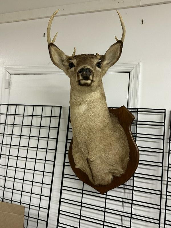 (8) point deer mount, from nice non smoking home, in fine estate condition. (1 of 2)