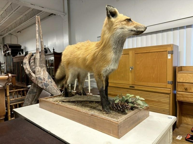 TAXIDERMY fox, very nice overall condition. Measures 34" across, from Hudson Valley estate. (1 of 2)