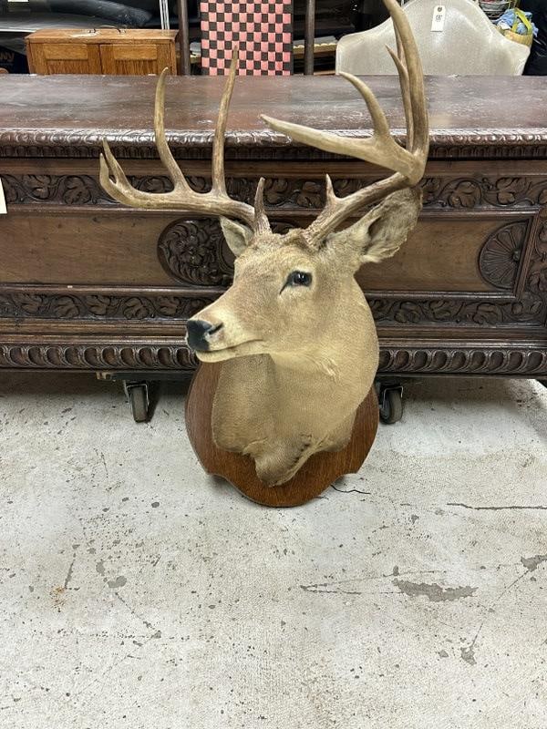 Taxidermy - 11 point deer mount, from Hudson Valley estate, very nice condition. (1 of 1)