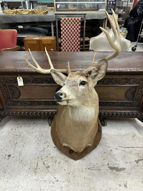 Taxidermy- 8 point deer mount, from Hudson Valley estate, very nice condition. (1 of 1)