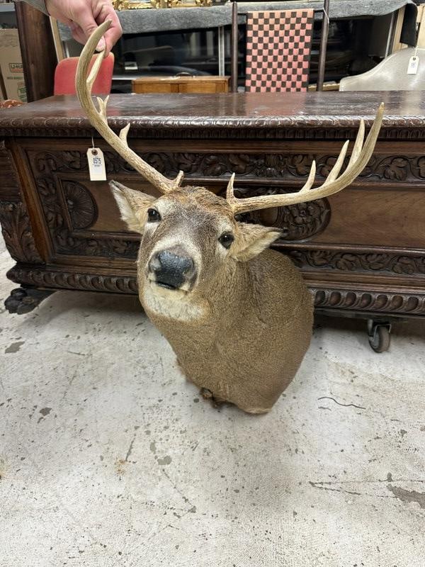 Taxidermy - 11 point deer mount, from Hudson Valley estate, very nice condition. (1 of 1)