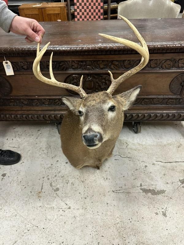 Taxidermy - 8 point deer mount from Hudson Valley estate, in very nice condition. (1 of 1)