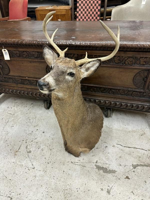 Taxidermy - 8 point deer mount from Hudson Valley estate, in very nice condition. (1 of 1)