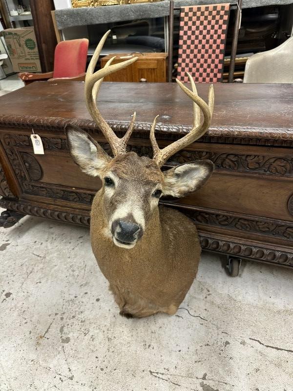 Taxidermy - 8 point deer mount from Hudson Valley estate, in very nice condition. (1 of 1)