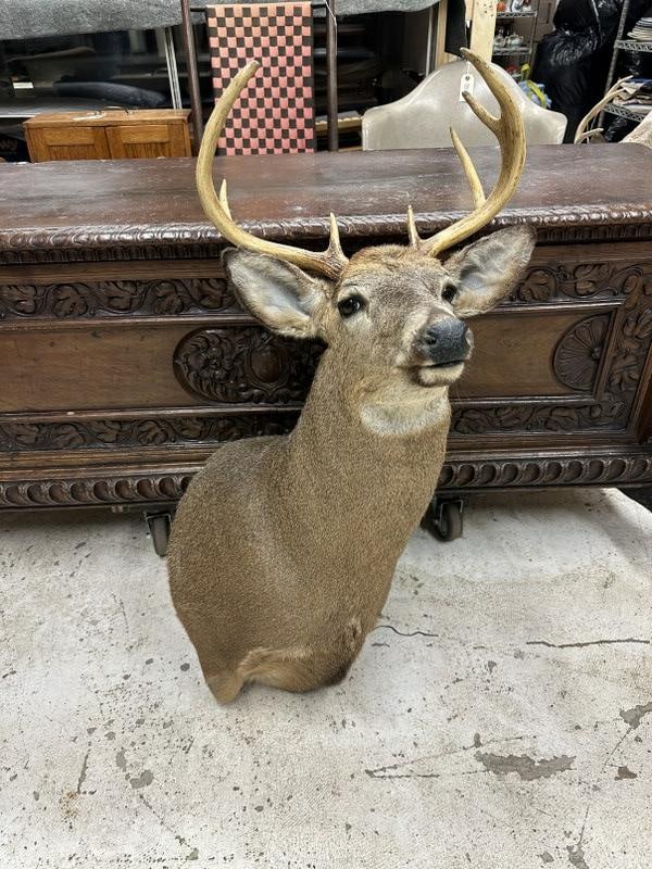 Taxidermy - 8 point deer mount from Hudson Valley estate, in very nice condition. (1 of 1)