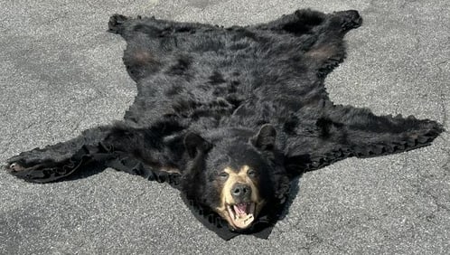 Nice older full size bearskin rug, from Boston estate, overall nice condition. Measures 67" x 63". (