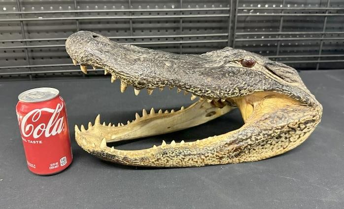 Old alligator or crocodile taxidermy head, just as we found it in a local estate, measures 15.25" (1 of 5)