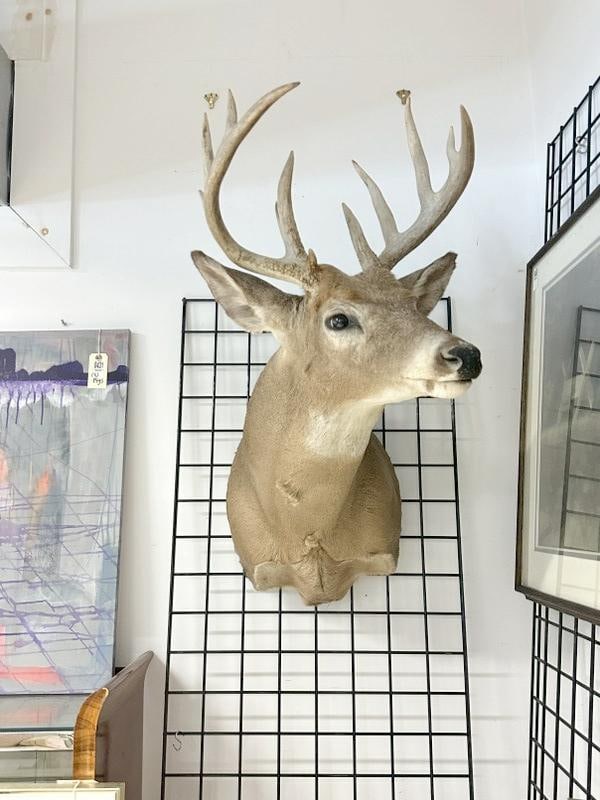 (12) point Buck deerhead mount, very nice condition, from nice non smoking home in Hudson Valley…. (1 of 1)