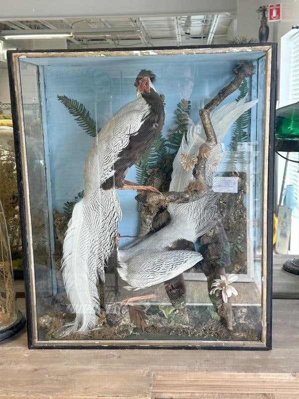 Very nice older taxidermy diarama with (2) Silver Pheasants in custom case, nice overall condition, (1 of 2)