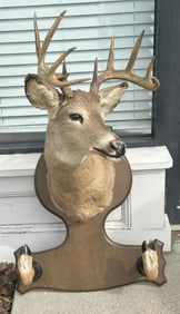 TAXIDERMY - 11 pt. buck mounted with paws…..in nice estate condition.