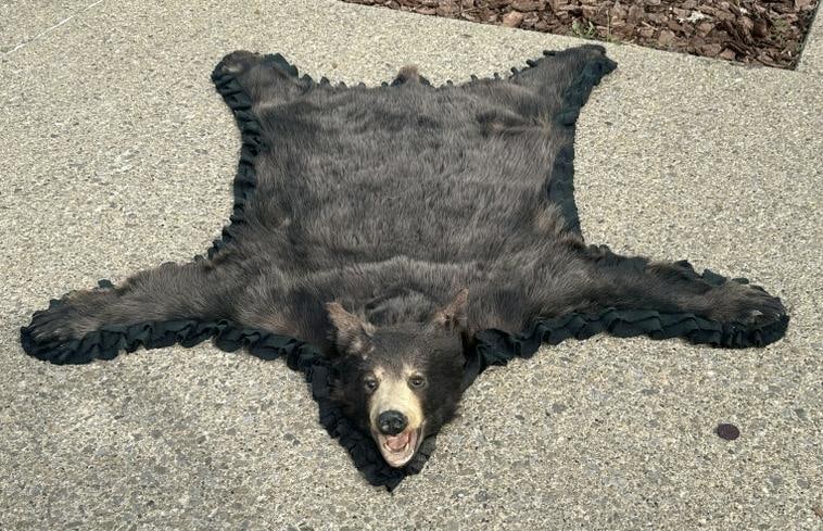 TAXIDERMY - bearskin rug in nice overall estate condition, measures 60" head to tail x 63" arm to: TAXIDERMY - bearskin rug in nice overall estate condition, measures 60" head to tail x 63" arm to arm…..